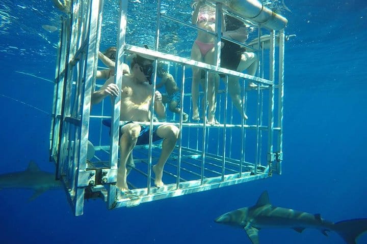 Caged Shark Diving